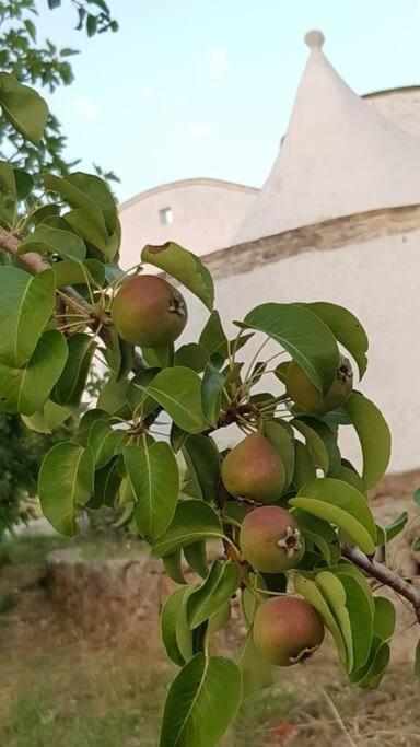 Podere Del Gelso Bianco, Vacation Rental Ostuni Εξωτερικό φωτογραφία