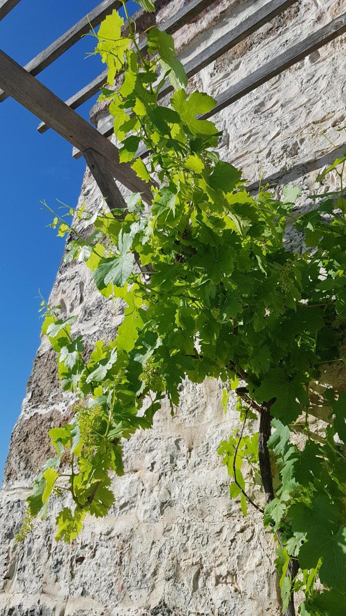 Podere Del Gelso Bianco, Vacation Rental Ostuni Εξωτερικό φωτογραφία